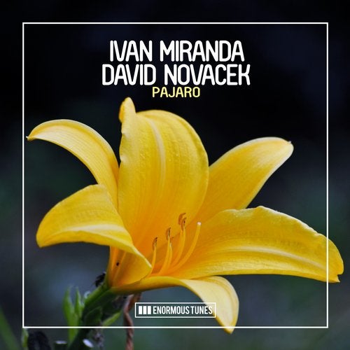 Ivan Miranda, David Novacek - Pajaro (Extended Mix)