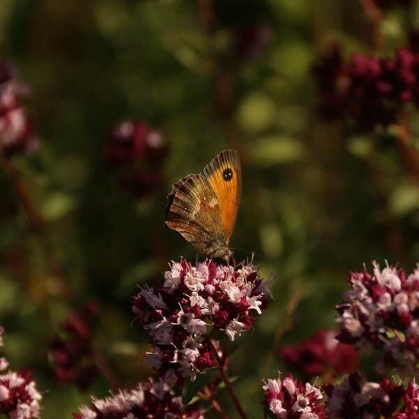 Nicche - Found It (Original Mix)