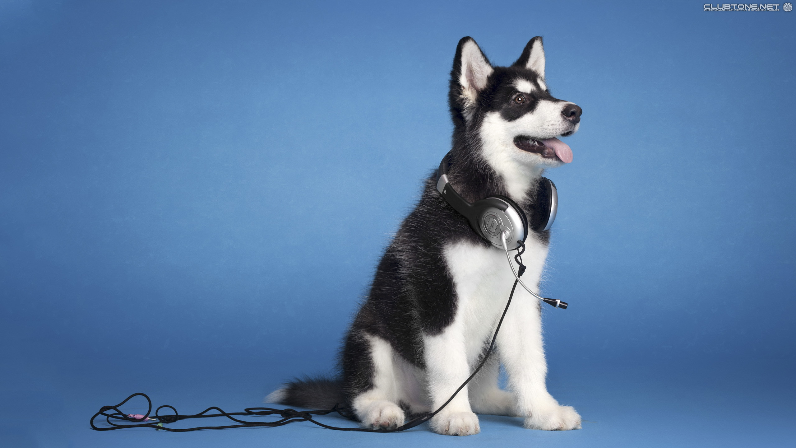 Dog & Headphone  