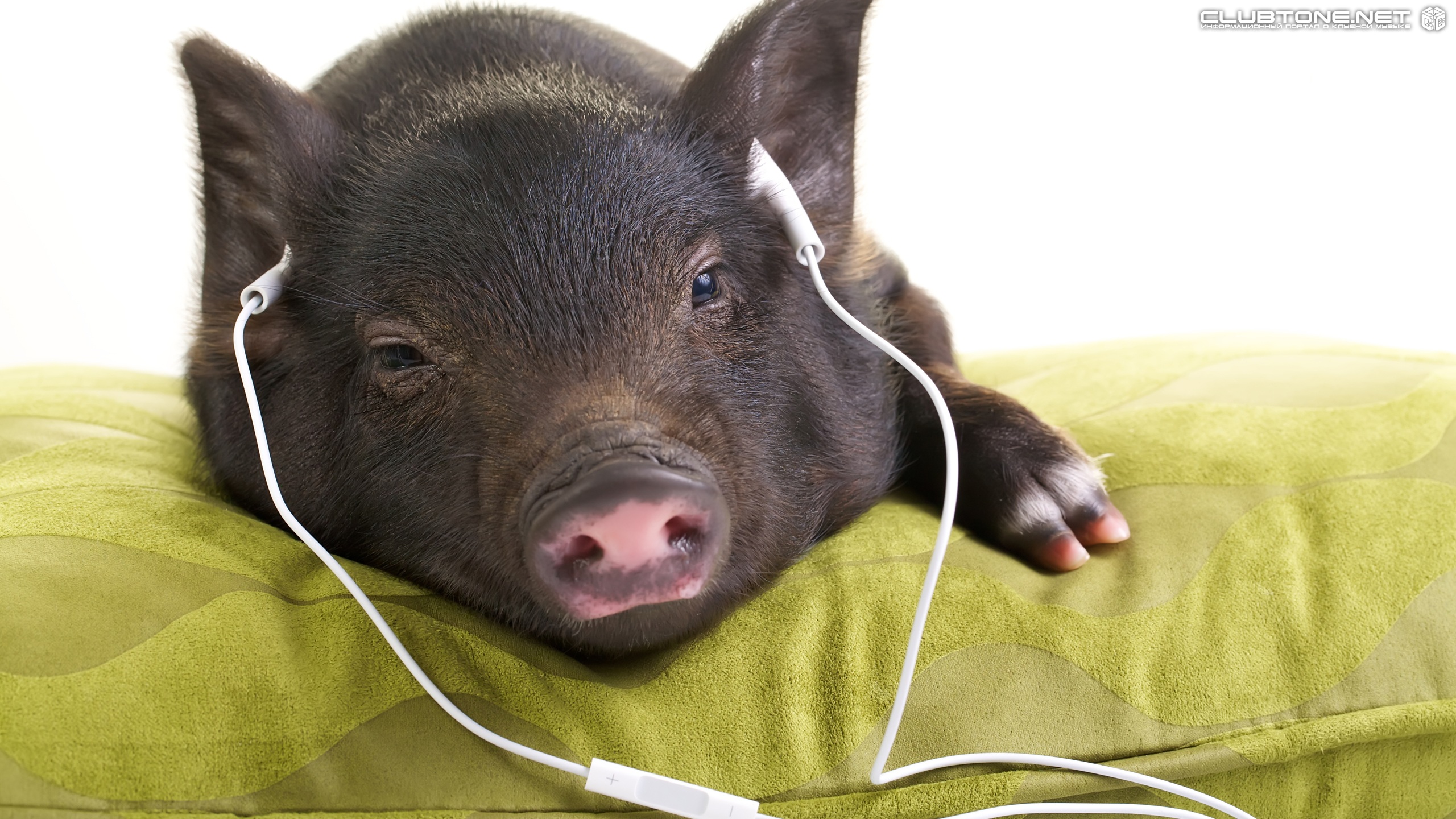 свинка слушает музыку свинья животные