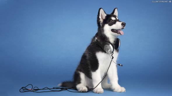 Dog & Headphone предпросмотр