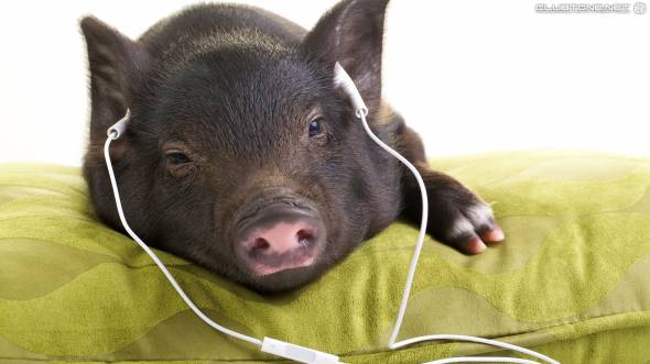 свинка слушает музыку предпросмотр