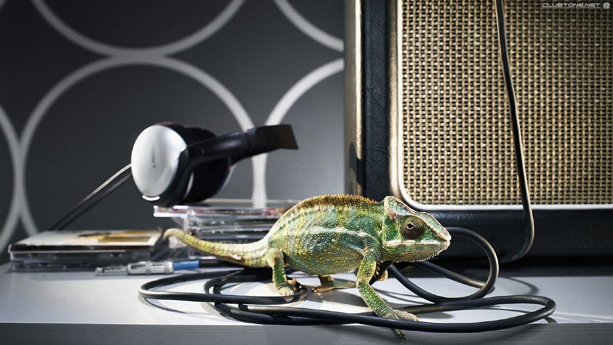 chameleon & headphones  
