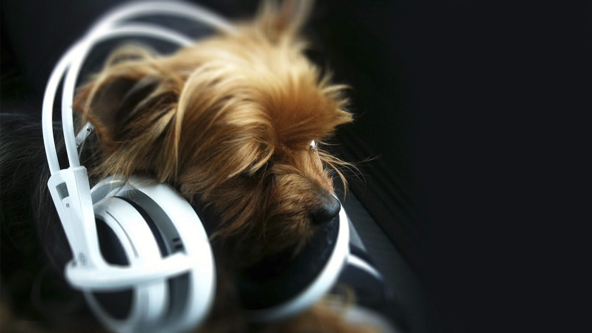 dog music  