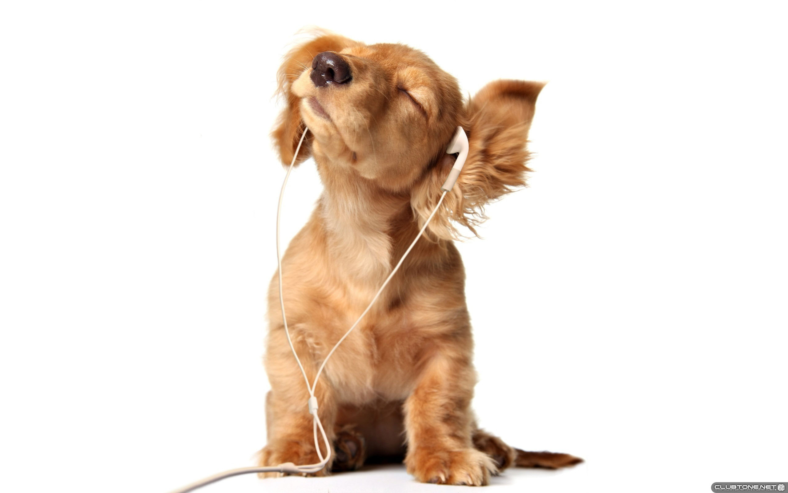 Dog in ear-phones  