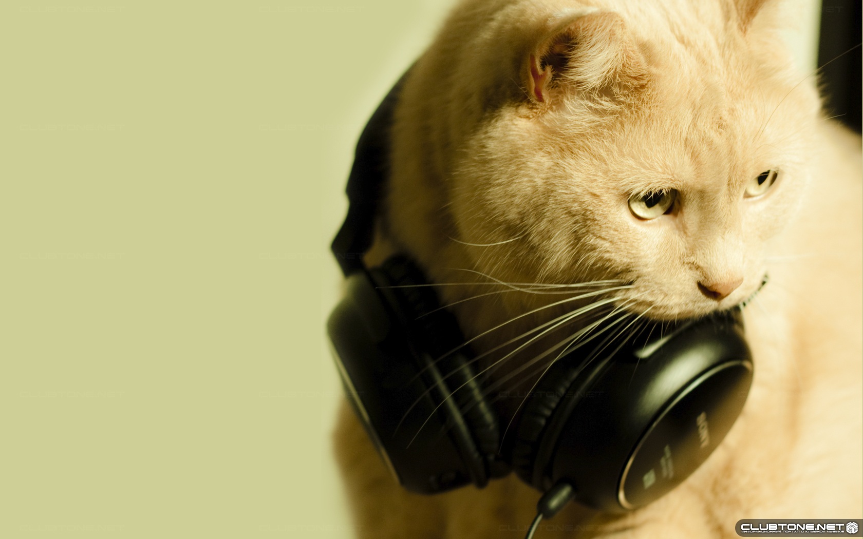 music cat кот</a></noi кот