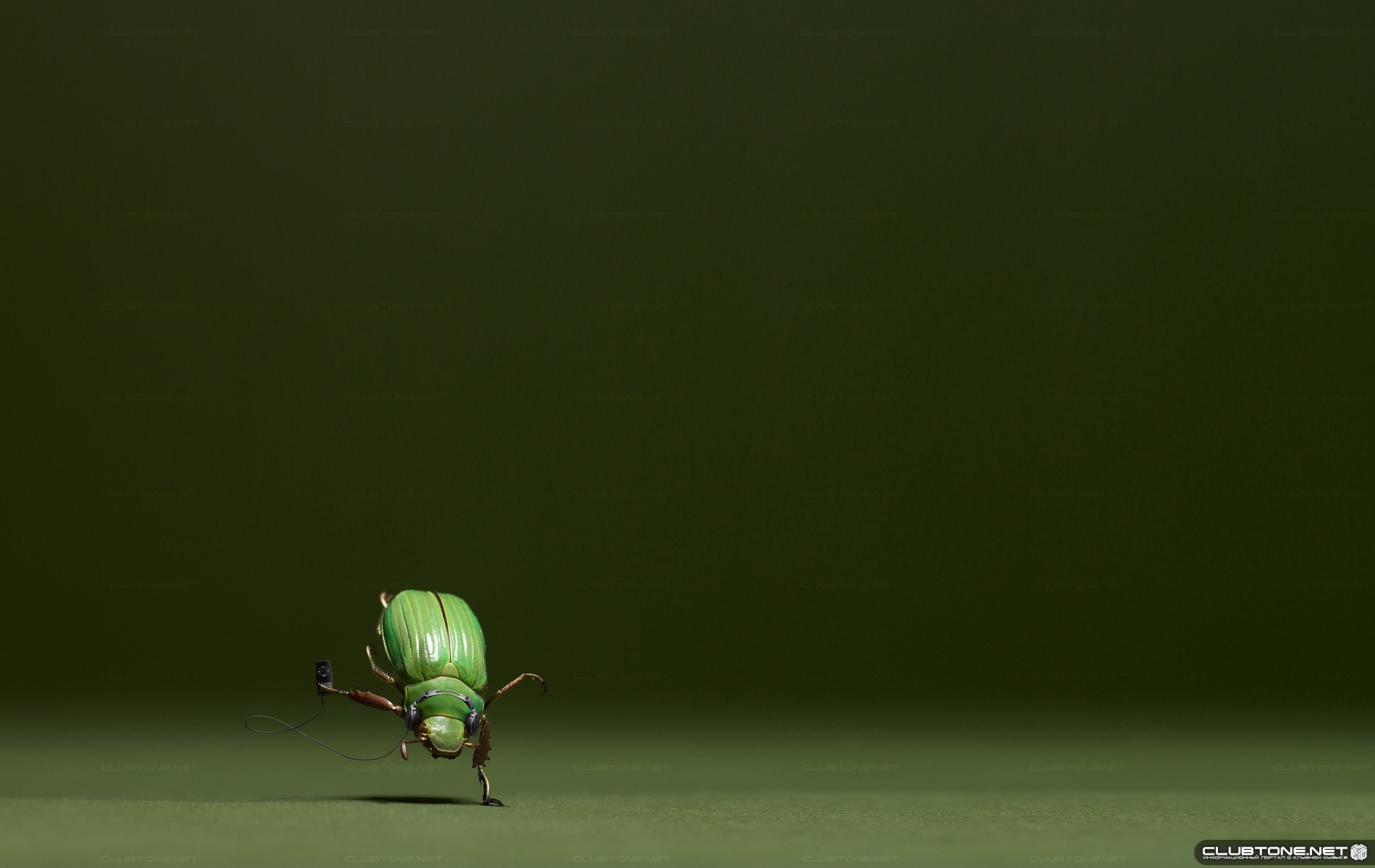 beetle musician  