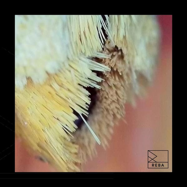 Remcord - Grappe Down